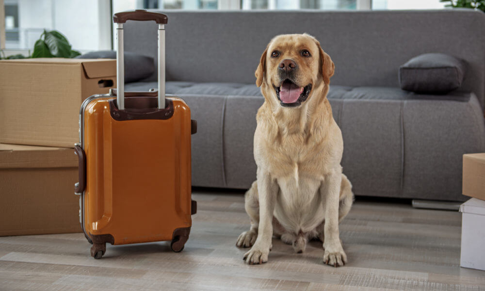 A dog with a suitcase