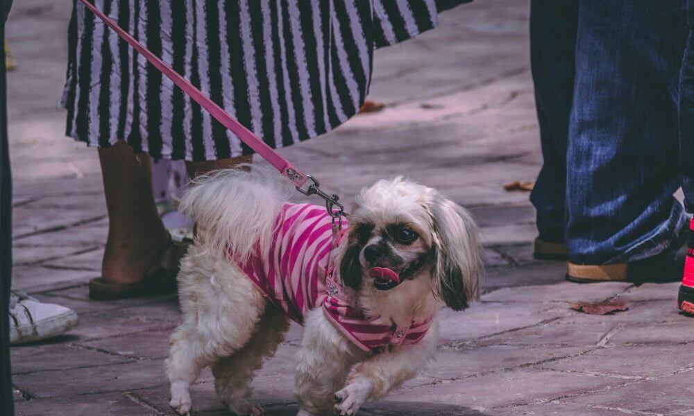 An image of a dog on a leash