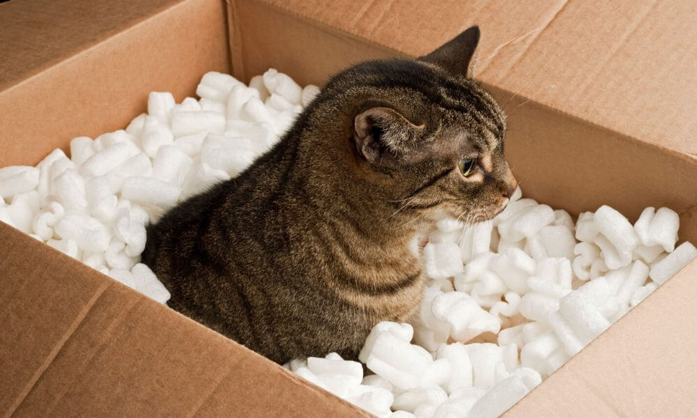 A cat in a carton