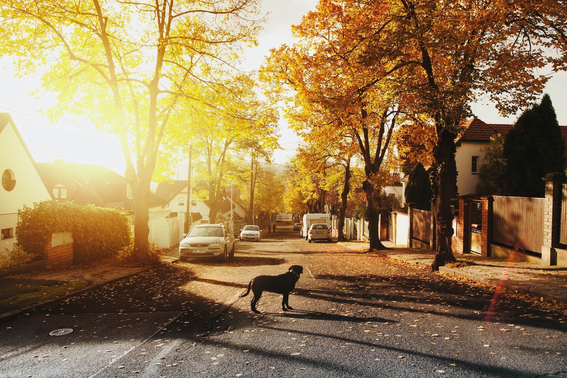 A dog standing on a street